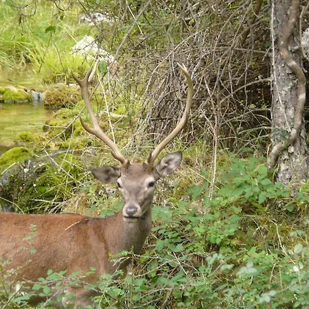 Rurales Campillo